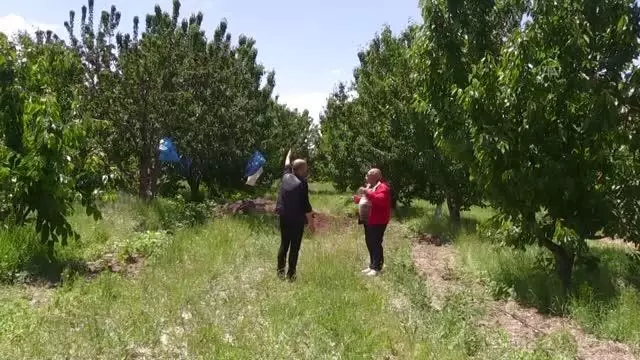 AFYONKARAHİSAR - Kiraz üreticileri, kuraklığa rağmen rekoltede düşüş beklemiyor AFYONKARAHİSAR - Kiraz üreticileri, kuraklığa rağmen rekoltede düşüş beklemiyor