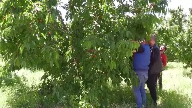 AFYONKARAHİSAR - Kiraz üreticileri, kuraklığa rağmen rekoltede düşüş beklemiyor AFYONKARAHİSAR - Kiraz üreticileri, kuraklığa rağmen rekoltede düşüş beklemiyor