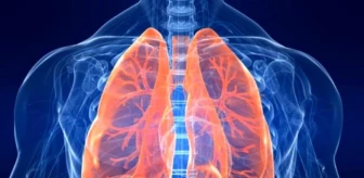 Akciğer nerede? Akciğer vücudun neresinde bulunur? Akciğer ağrısı nerede hissedilir? Akciğer sağda mı solda mı?