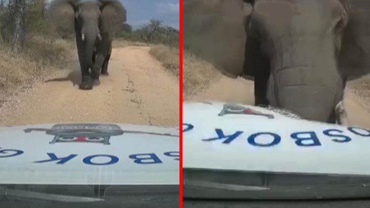 Güney Afrika'da vahşi fil arabayı böyle parçaladı