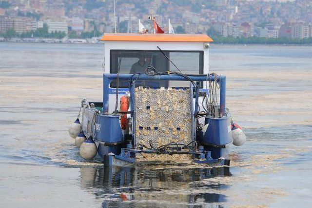 izmit korfezi nden her gun 2 5 ton musilaj 12 14184302 o