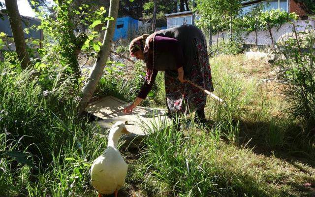 Kanalizasyona düşen ördek 13 gündür kurtarılmayı bekliyor