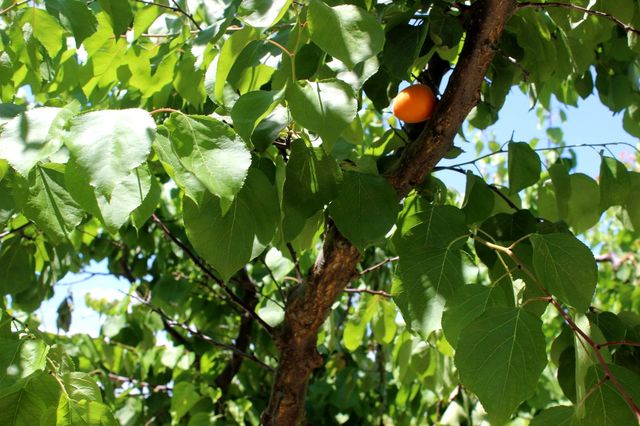 Manisa'da üreticiye kayısı şoku: Hasat edecek ürün bulamadılar