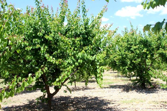Manisa'da üreticiye kayısı şoku: Hasat edecek ürün bulamadılar