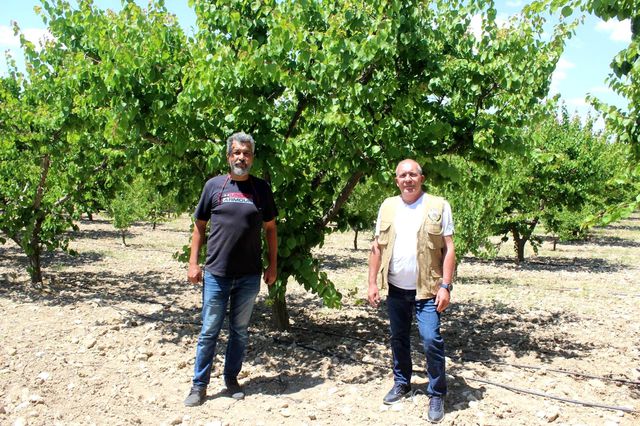 Manisa'da üreticiye kayısı şoku: Hasat edecek ürün bulamadılar