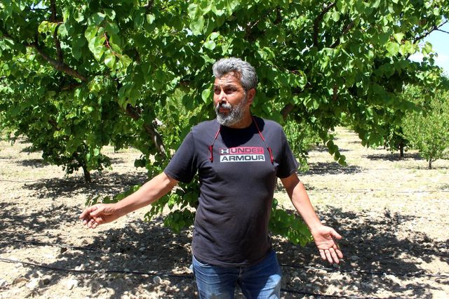 Manisa'da üreticiye kayısı şoku: Hasat edecek ürün bulamadılar