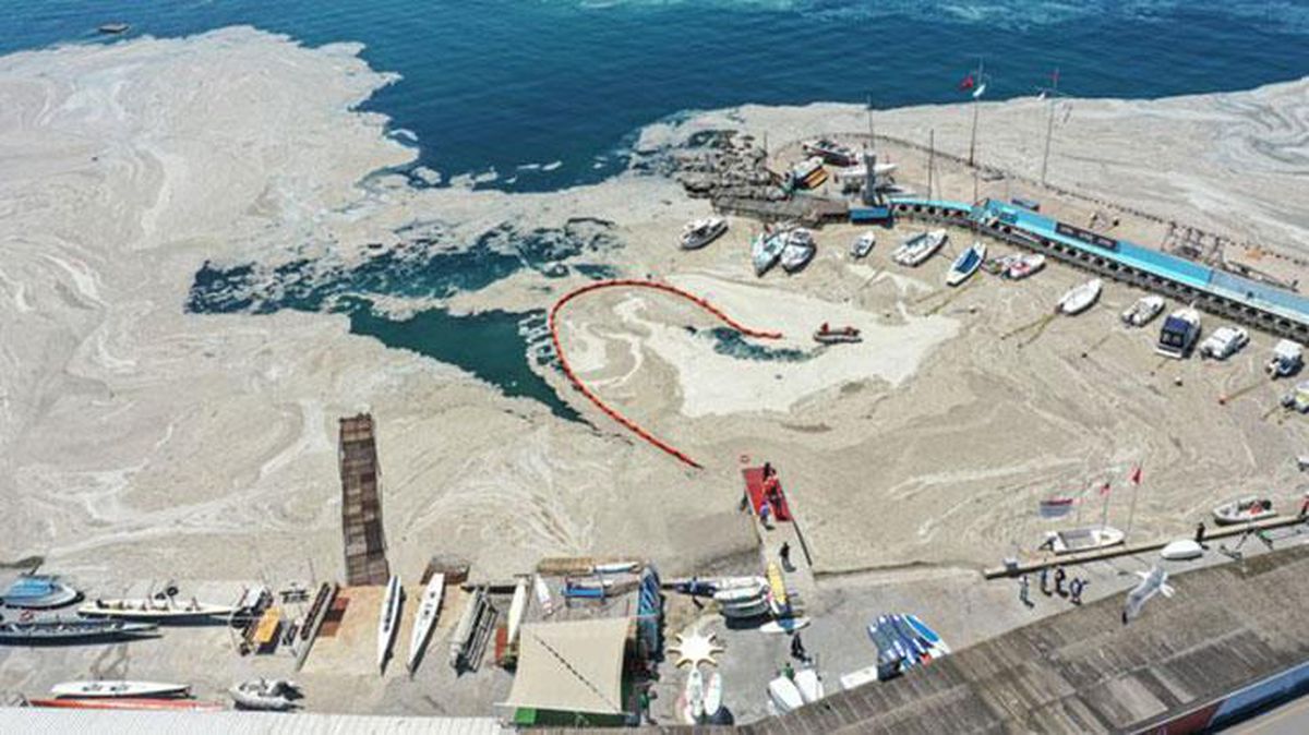 Marmara Denizi'ni etkisi altına deniz salyasıyla ilgili ilk sonuçlar geldi! Tek hücreli canlı tespit edildi