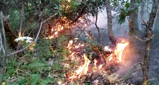 Son dakika... Orman yangınını söndürme çalışmaları çok sayıda ekiple sürüyor
