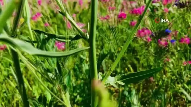 Renkleriyle doğayı canlandıran çiçekler göz kamaştırıyor Renkleriyle doğayı canlandıran çiçekler göz kamaştırıyor