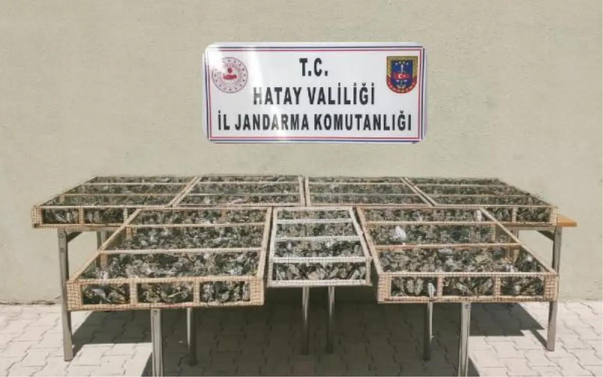 Sınırda Suriye'ye götürülmek istenen 3 bin 754 saka kuşu ele geçirildi