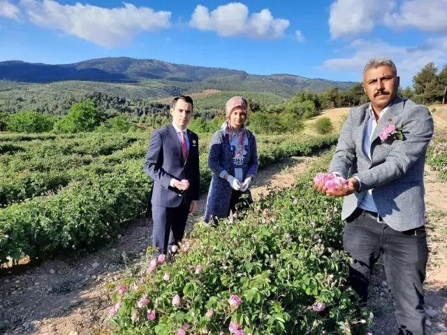 Afyonkarahisar'da yağlık gül hasadı başladı Afyonkarahisar'da yağlık gül hasadı başladı