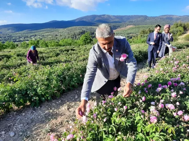 Afyonkarahisar'da yağlık gül hasadı başladı Afyonkarahisar'da yağlık gül hasadı başladı