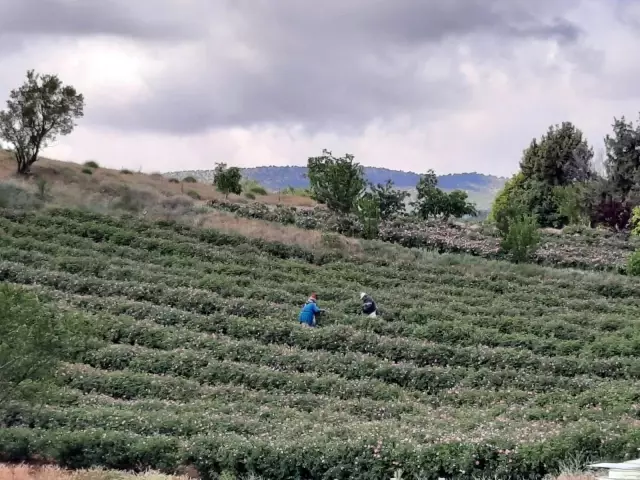 Afyonkarahisar'da yağlık gül hasadı başladı Afyonkarahisar'da yağlık gül hasadı başladı