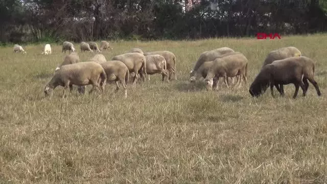 Çoban çifte sürünün başında aşı yapıldı