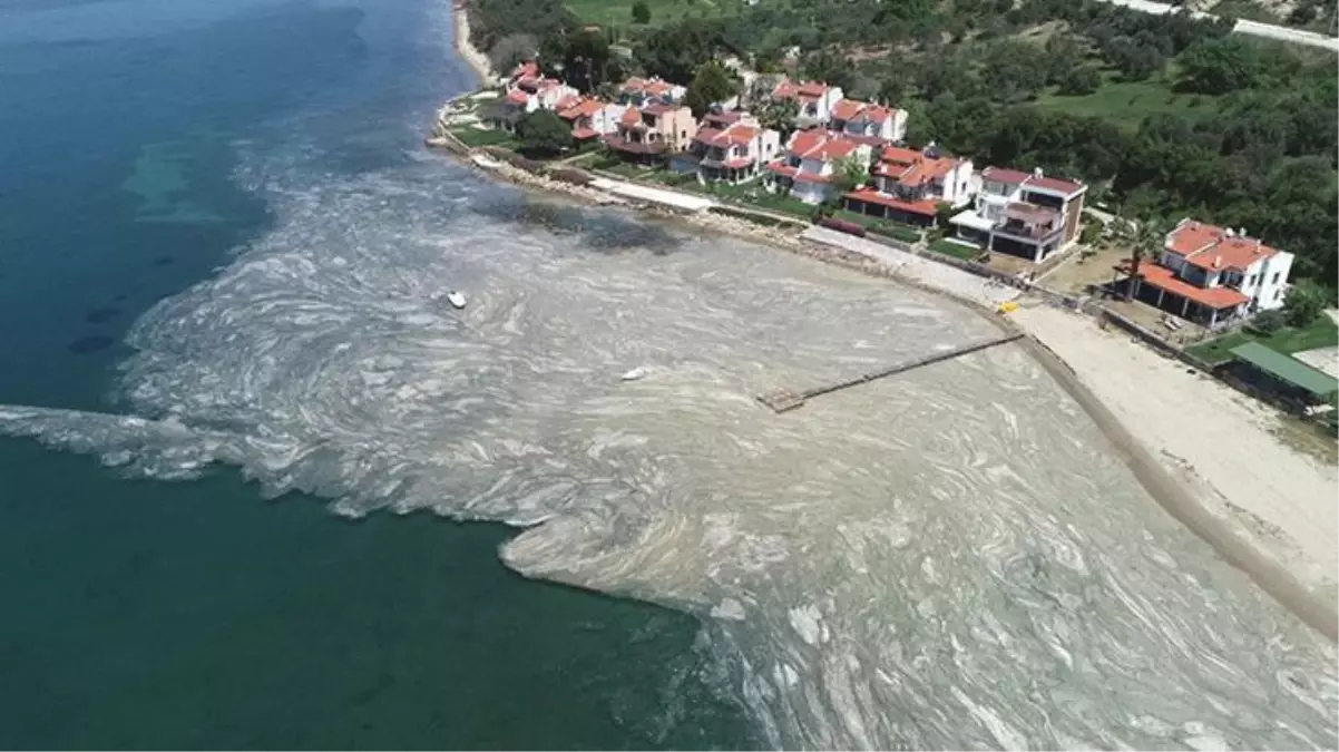 Asıl şimdi yandık! Deniz salyası, virüsü yayıp hastalıkların artmasına neden olabilir