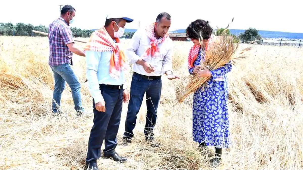 Başkan Soyer'in Menderesli Üreticilere Verdiği Karakılçık Tohumunun İlk Hasadı Yapıldı