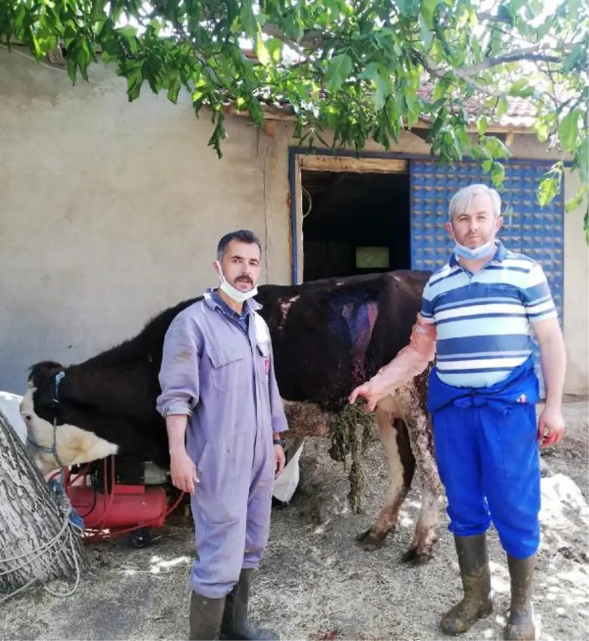 Beslenme güçlüğü çeken ineğin karnından 2 kilo urgan çıktı