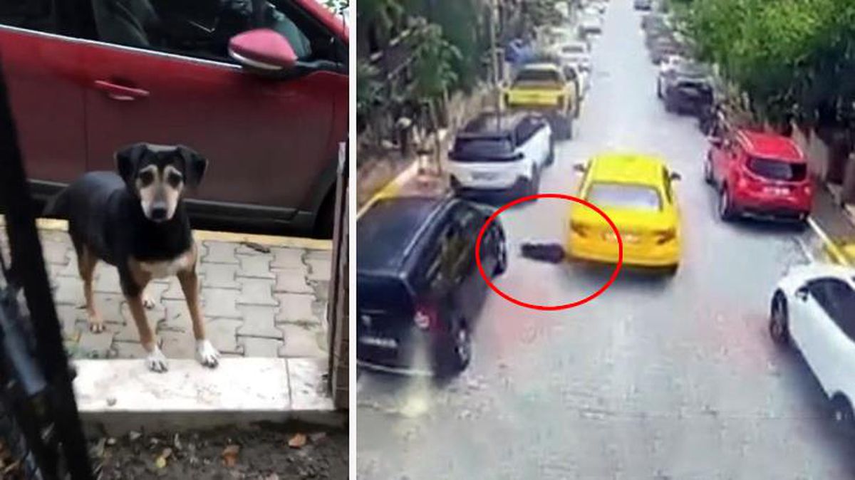 Bu nasıl vicdansızlık! Köpeği ezen taksici, arkasına bakmadan yoluna devam etti