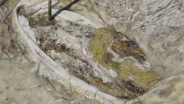 ÇANAKKALE'DE İLK GÜN DENİZDEN 17 TON MÜSİLAJ ÇEKİLDİ