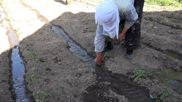 Domatese adanan bir ömür