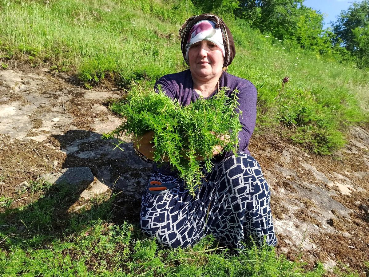 Ev hanımlarının kekik mesaisi başladı