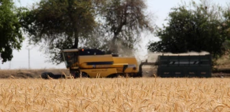 İlkbahar yağmurlarıyla bereketlenen Amik Ovası'nda 220 bin ton buğday rekoltesi bekleniyor