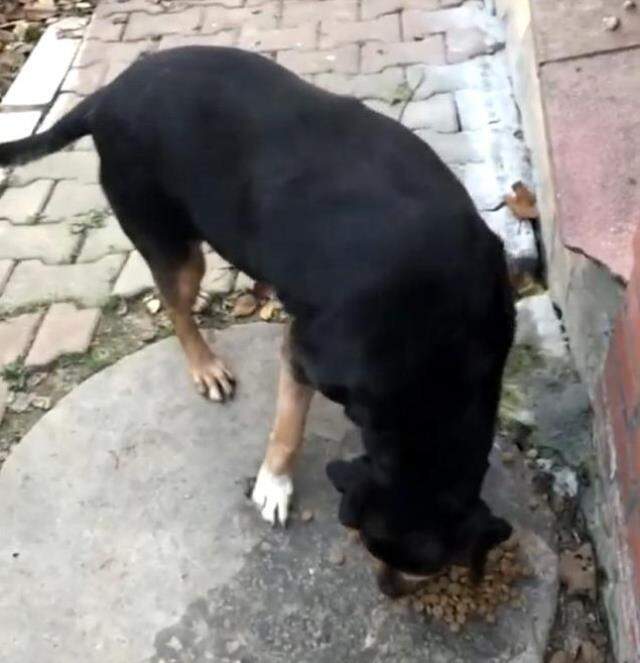 İstanbul'da feci olay: Taksici köpeği ezip kaçtı