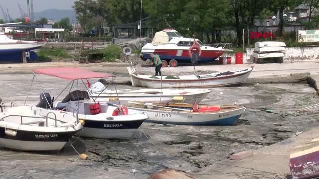kocaeli korfezi kaplayan musilaj balik avinin 14186191 o