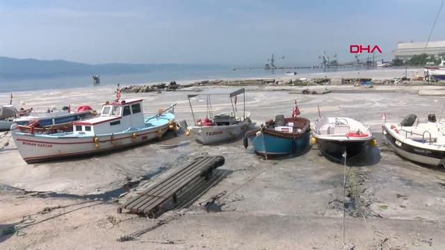 kocaeli korfezi kaplayan musilaj balik avinin 3 14186191 o