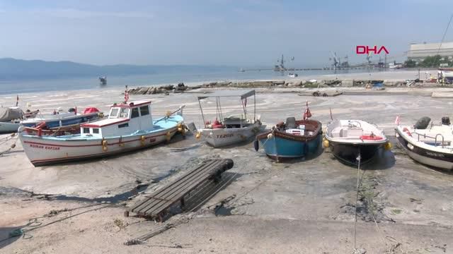 kocaeli korfezi kaplayan musilaj balik avinin 4 14186191 o
