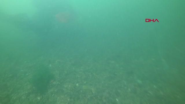 kocaeli musilajin su altindaki etkisini 14187094 o