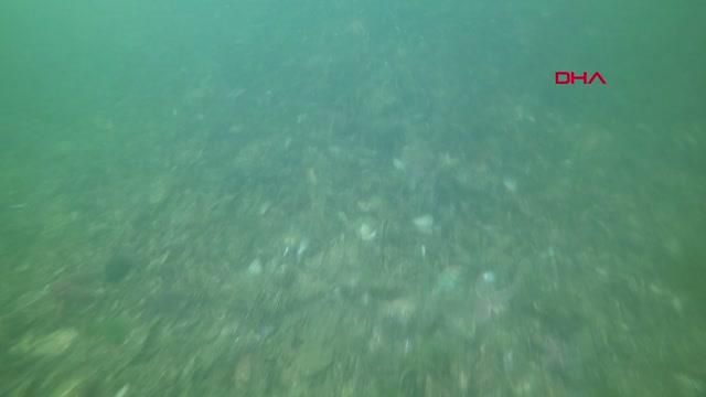 kocaeli musilajin su altindaki etkisini 2 14187094 o