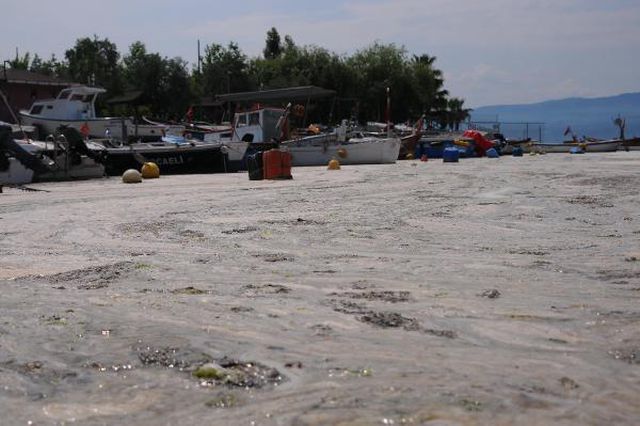 korfezi kaplayan musilaj balik avinin engeli 6 14186191 o