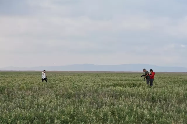 Nesli tehlike altında olan endemik bitki 'Eber sarısı'nın yetiştiği yeni bir alan keşfedildi Nesli tehlike altında olan endemik bitki 'Eber sarısı'nın yetiştiği yeni bir alan keşfedildi