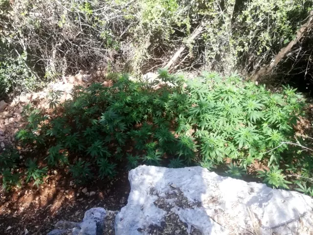 Ormanlık alana ektiği kenevirleri sularken yakalandı Ormanlık alana ektiği kenevirleri sularken yakalandı