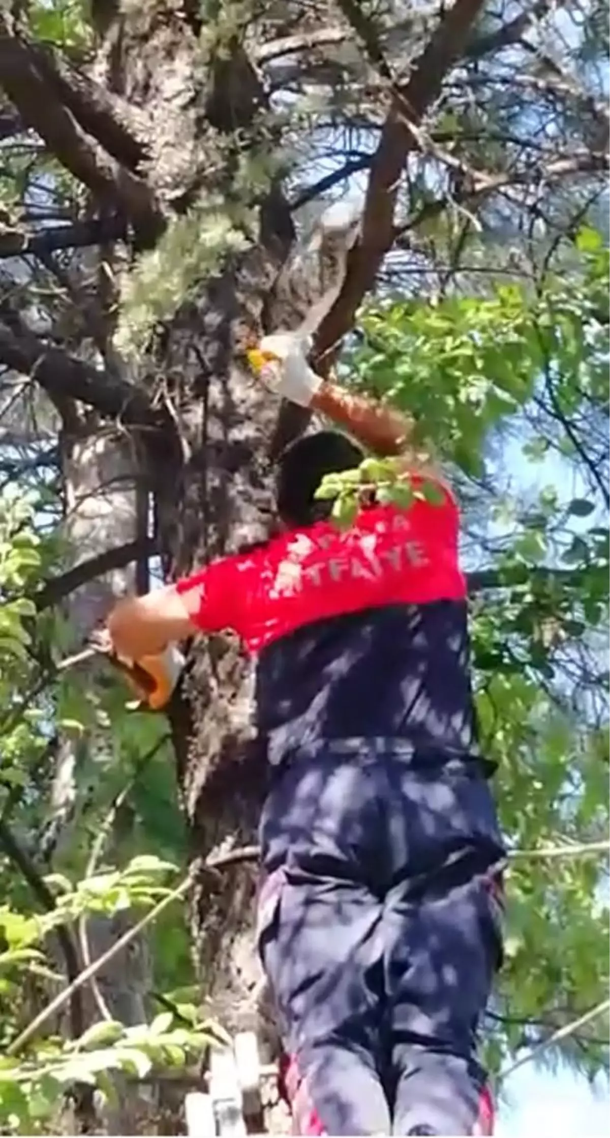 Ağaçta ve asansör boşluğunda mahsur kalan kediler kurtarıldı