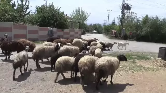 Devlet desteğiyle besicilik yapan eski hükümlü geleceğe umutla bakıyor