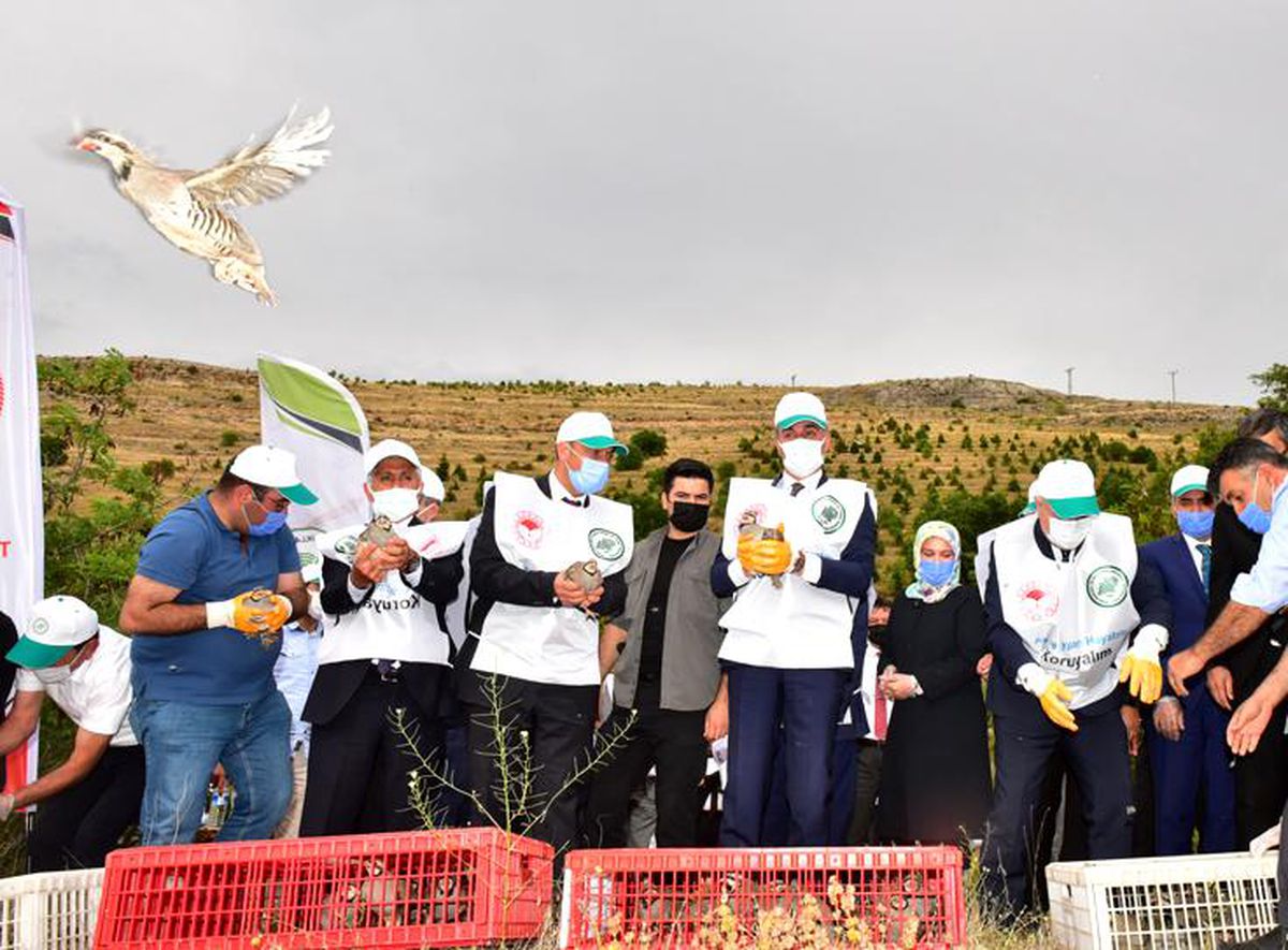 Doğaya 30.000 Adet Keklik Salındı
