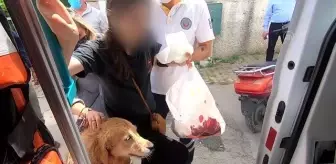 Dostluğu görenleri duygulandırdı! Köpek, hastaneye kaldırılan sahibini bir an olsun bırakmadı