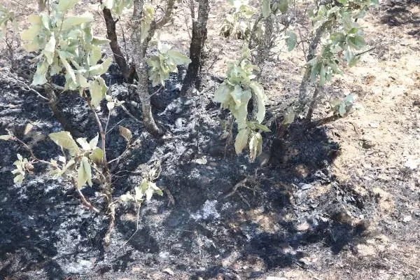 GÖRESE DAĞI'NDA 5 GÜN SÜREN ORMAN YANGININDA 30 HEKTAR ALAN YANDI