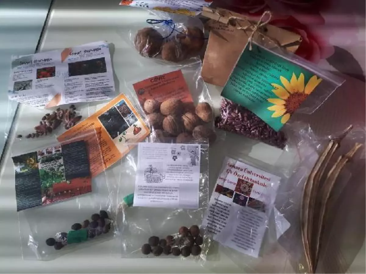 Köy okulu öğrencileri, Avrupalı yaşıtlarına Adilcevaz cevizini tanıttı