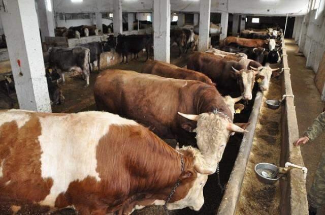 Kurbanlık pazarları hareketlenmeye başladı! Fiyatlarda hayvan başına bin liralık artış var Kurbanlık pazarları hareketlenmeye başladı! Fiyatlarda hayvan başına bin liralık artış var