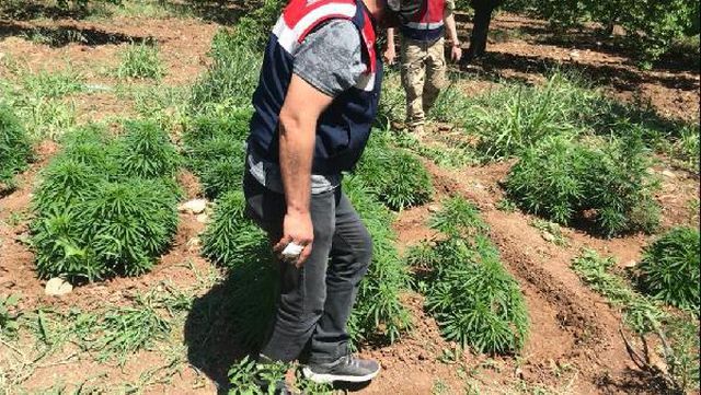 Malatya'da 31 bin 750 kök kenevire 3 gözaltı Malatya'da 31 bin 750 kök kenevire 3 gözaltı