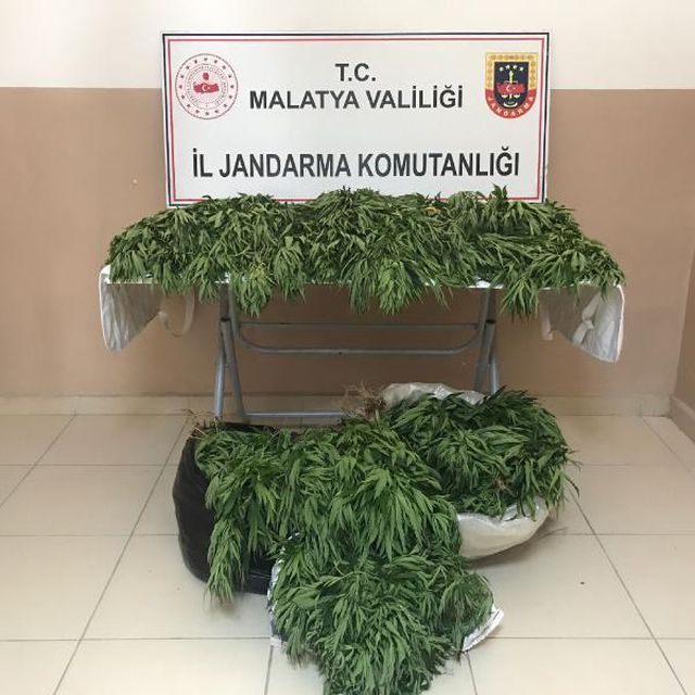 Malatya'da 31 bin 750 kök kenevire 3 gözaltı Malatya'da 31 bin 750 kök kenevire 3 gözaltı