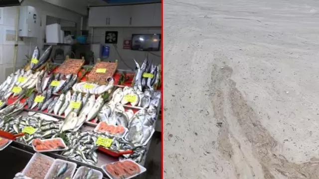 Prof. Dr. Ayaz vatandaşın merak ettiği soruyu yanıtladı: Müsilaj nedeniyle balık tüketmek zararlı değil Prof. Dr. Ayaz vatandaşın merak ettiği soruyu yanıtladı: Müsilaj nedeniyle balık tüketmek zararlı değil