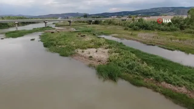 Sular çekildi, bölge hayvanlara otlak oldu