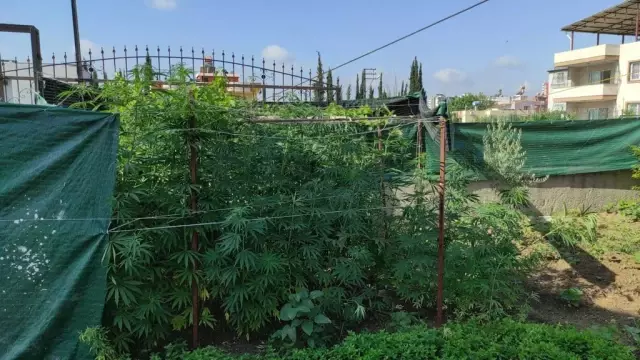 Adana'da evinde uyuşturucu yetiştiren zanlı yakalandı Adana'da evinde uyuşturucu yetiştiren zanlı yakalandı