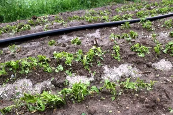 Afyon'da dolu tarım arazilerine zarar verdi Afyon'da dolu tarım arazilerine zarar verdi