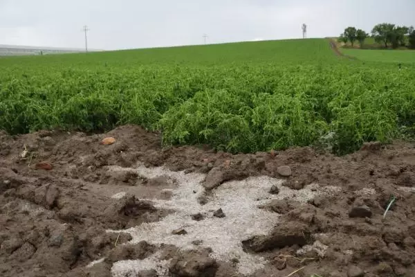 Afyon'da dolu tarım arazilerine zarar verdi Afyon'da dolu tarım arazilerine zarar verdi