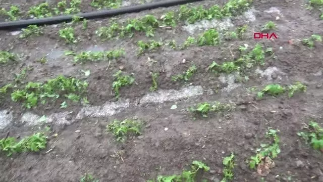 Afyon'da dolu tarım arazilerine zarar verdi Afyon'da dolu tarım arazilerine zarar verdi